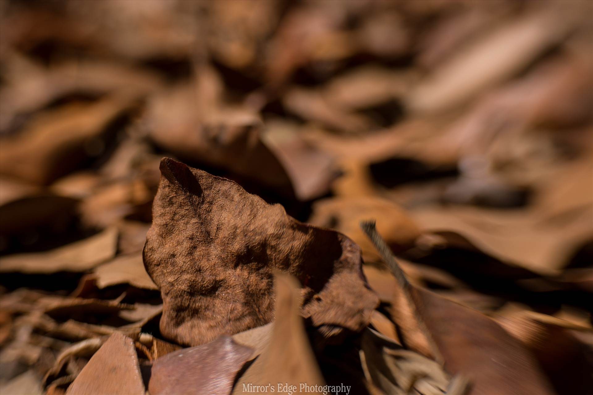 Chocolate Leaves Fallen.jpg undefined by Sarah Williams