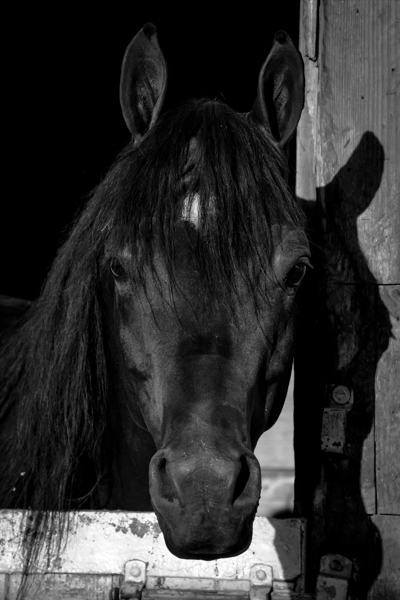 Arabian Stallion.jpg Beautiful Arabian Stallion at Santa Barbara Horse Show by Sarah Williams