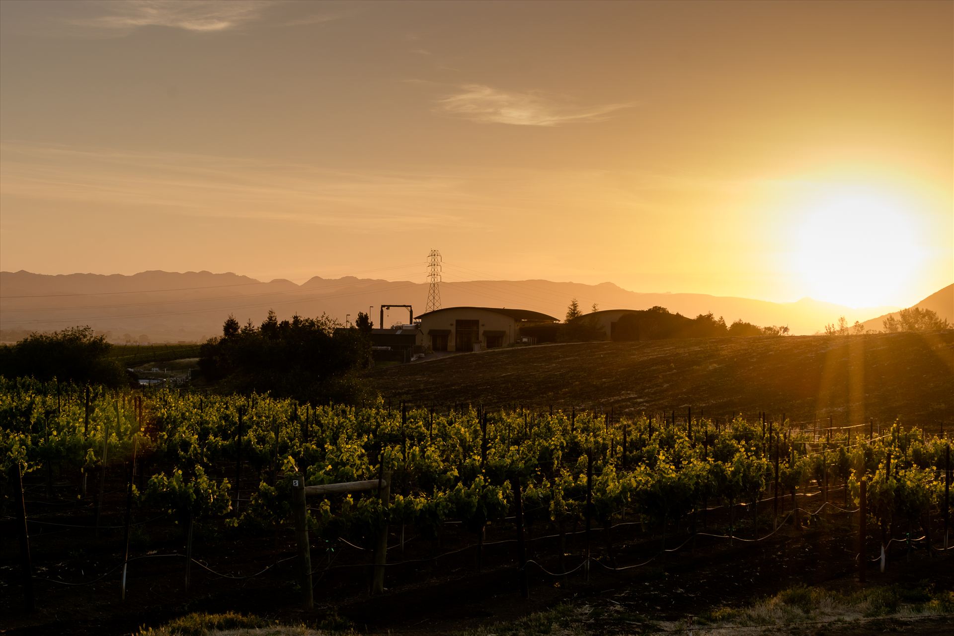 Vineyard Sunset.jpg Central Coast Vineyard Sunset and Wine Makers Home by Sarah Williams