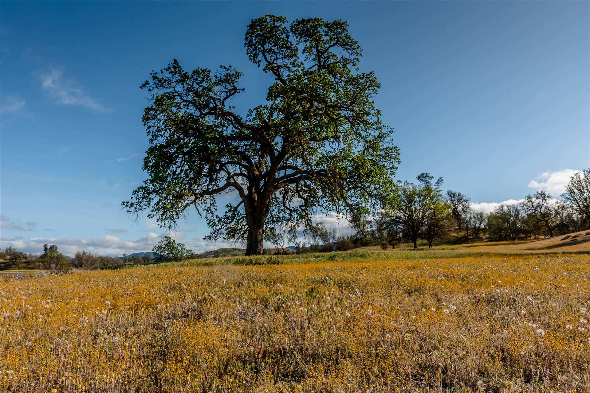 Shell Creek Oak Tree.jpg Golden fields and an Oak in spring in Paso Robles California by Sarah Williams