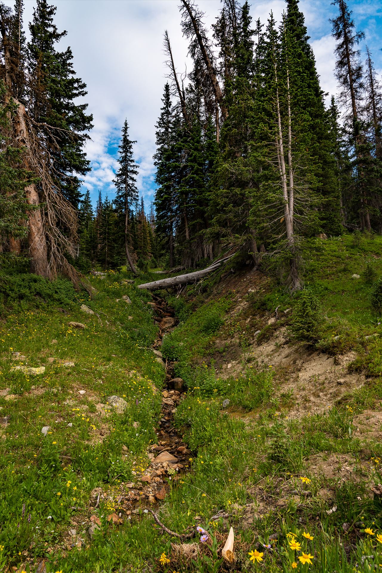 Watershed in Rocky Mountain National Park  by Sarah Williams