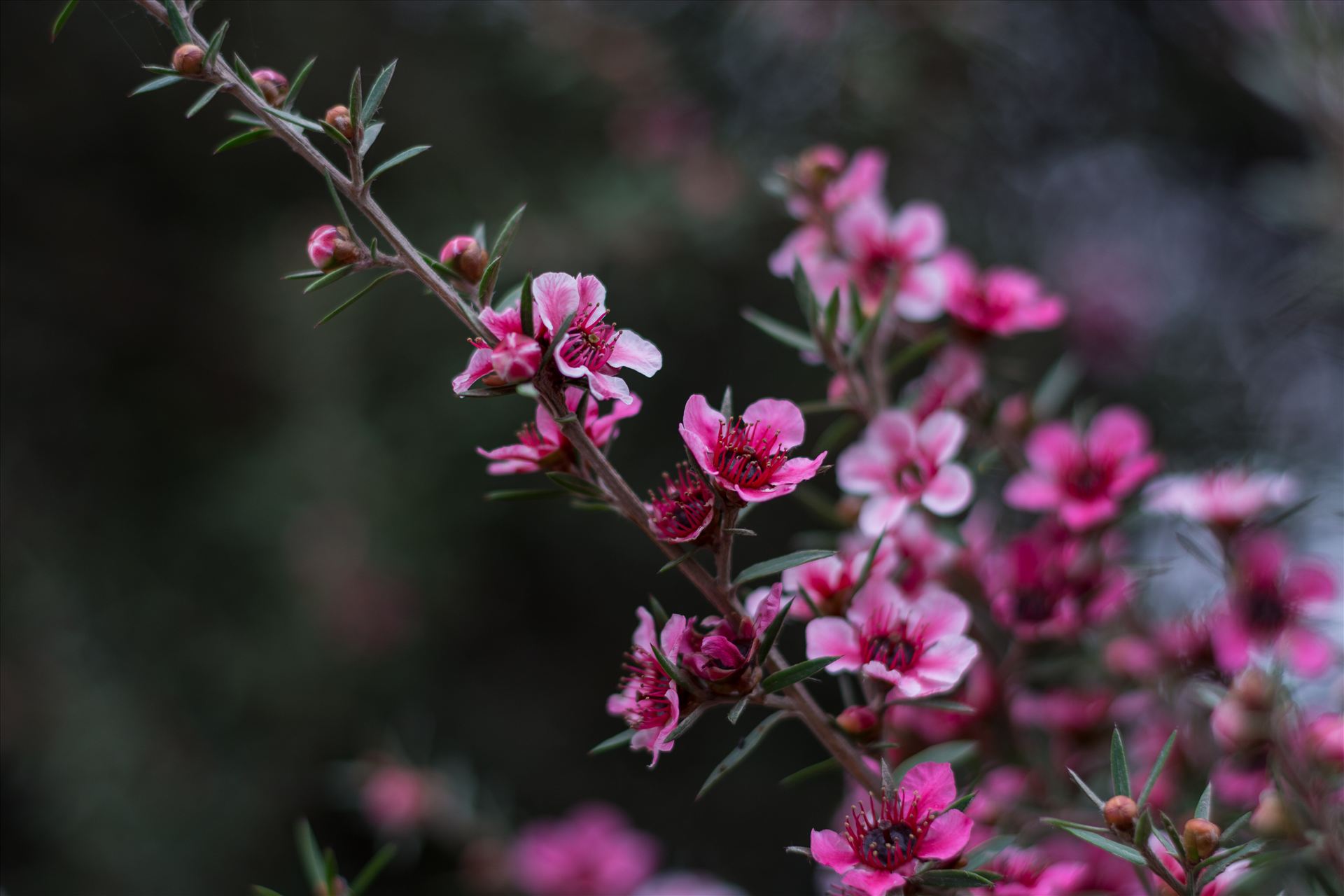 Pink Blossoms 2 10252015.jpg Pretty pink blossoms in the early morning light on the Central Coast of California. by Sarah Williams