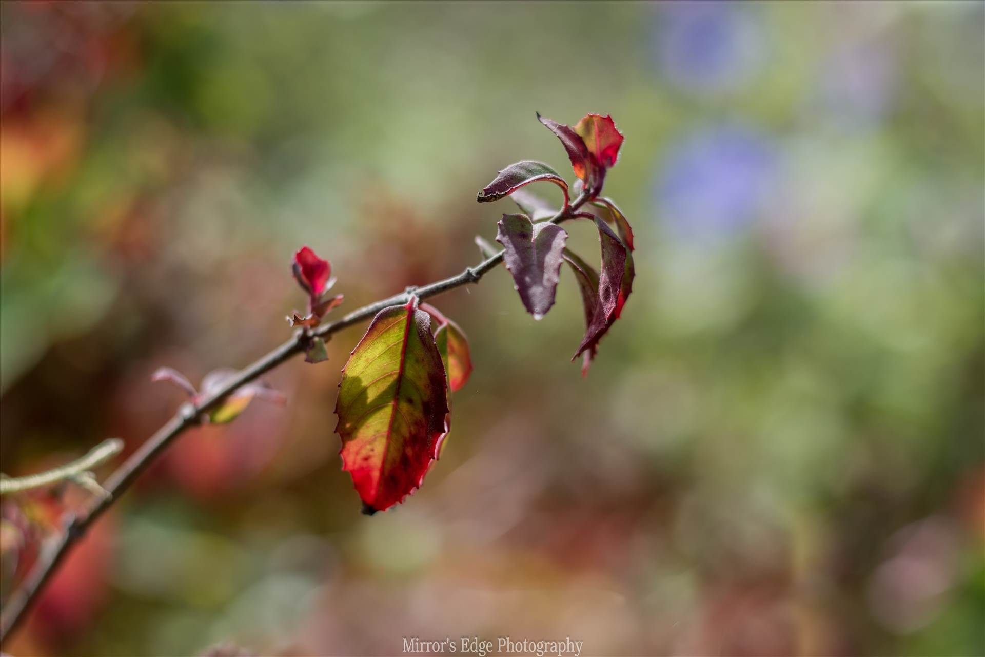 Leaves in the Sun 10272015.jpg undefined by Sarah Williams