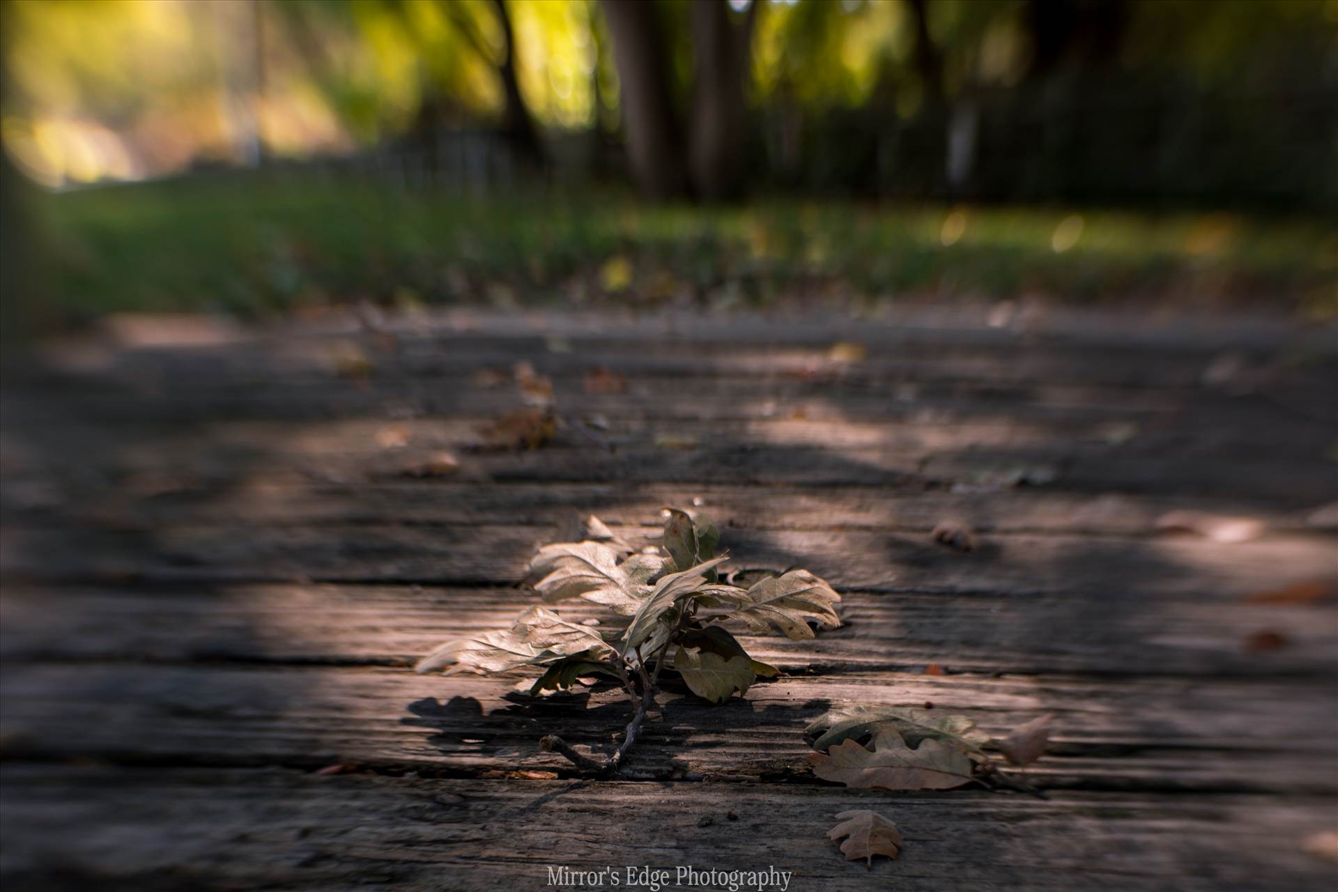 Oak Leaves Fallen 11102015.jpg undefined by Sarah Williams