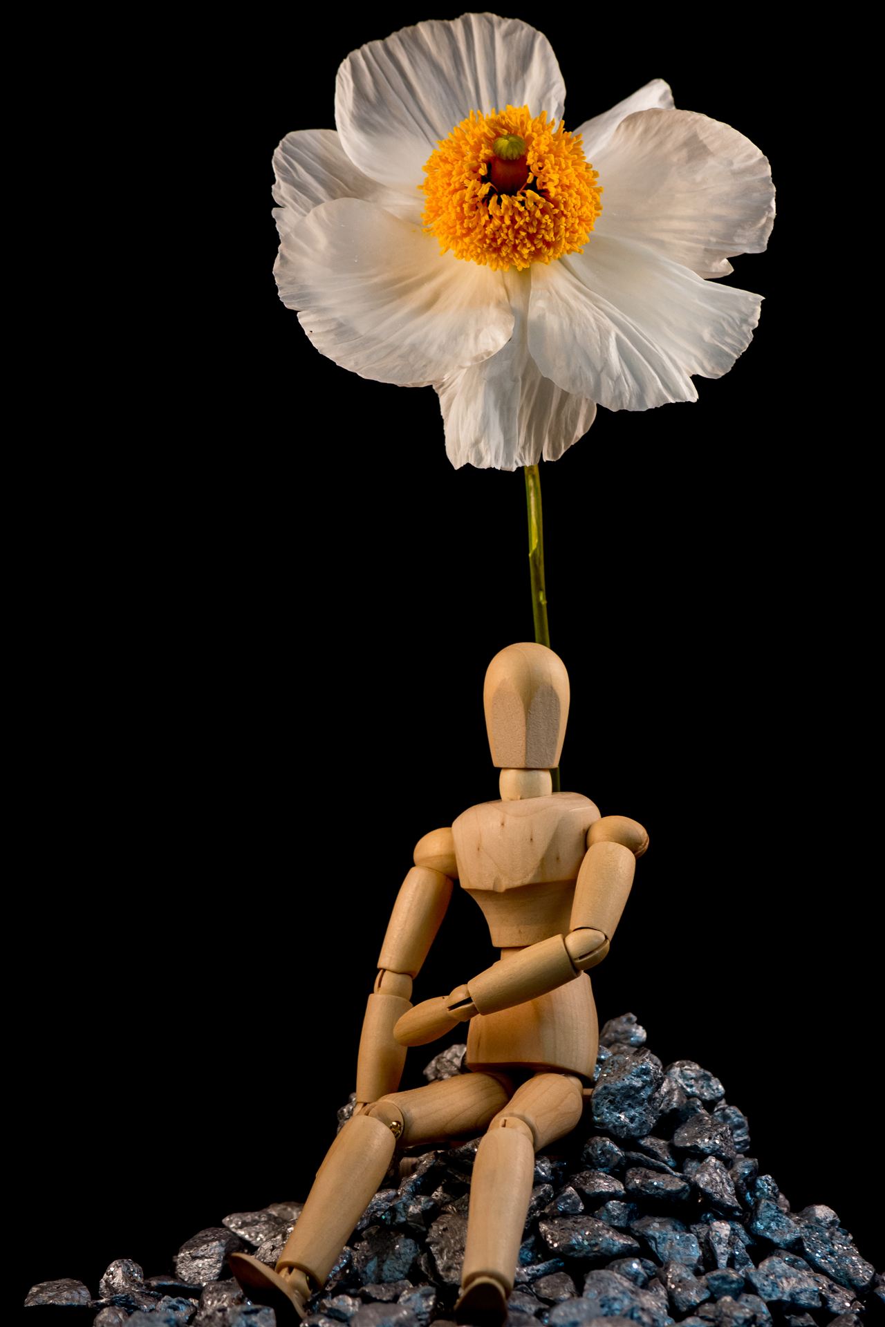 Artificial in Wonderland.jpg Artie contemplates a life in wonderland where flowers speak by Sarah Williams