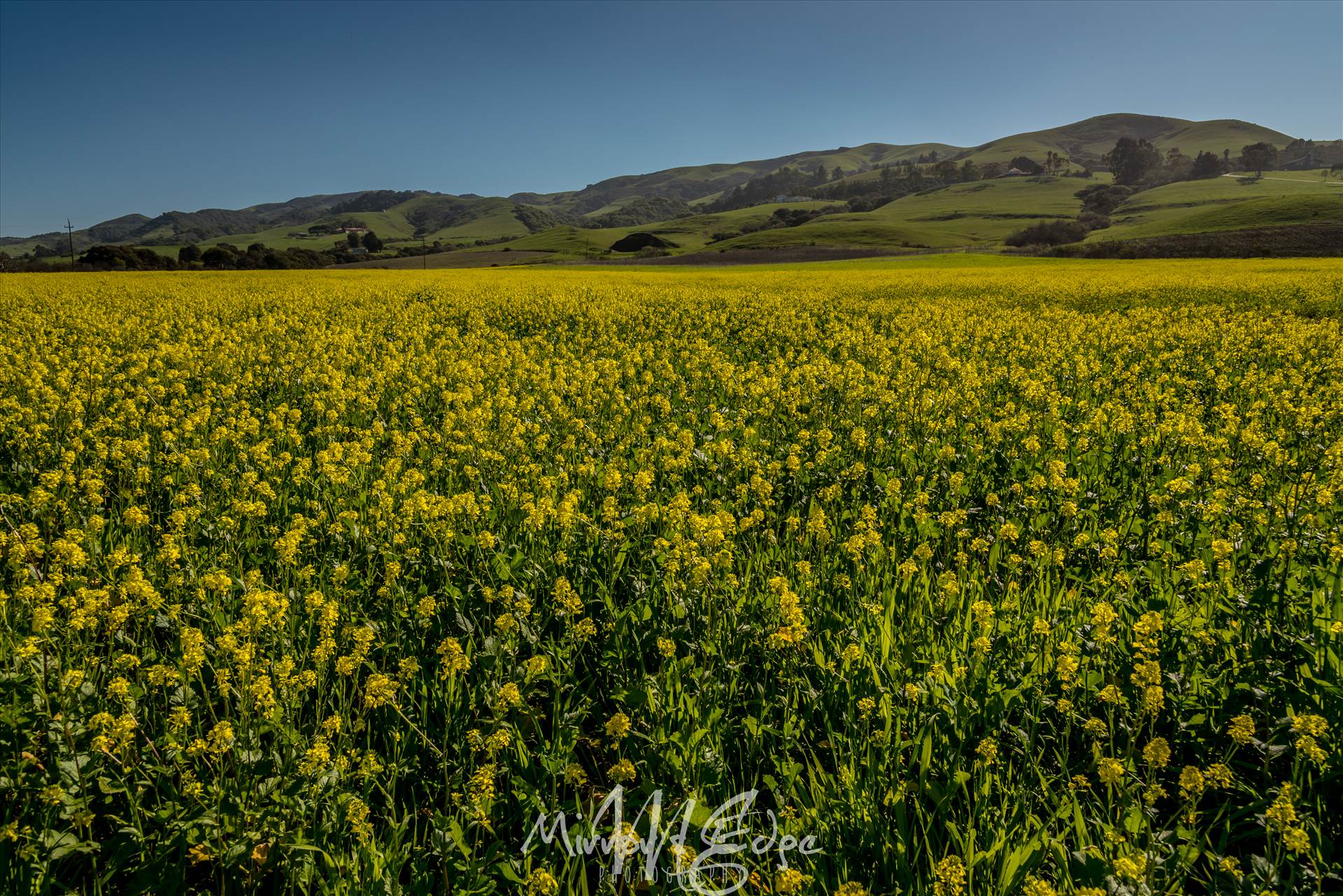 Yellow Fields and Green Hills 02132016.jpg undefined by Sarah Williams