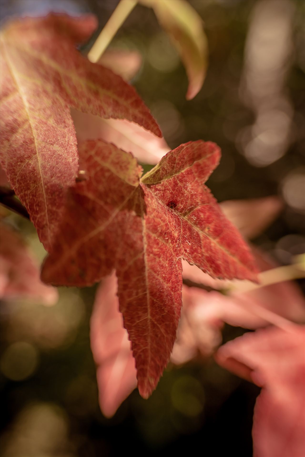 Maybe Maple 092615.jpg Maple leaf with fall colors during the changing of the seasons on California's Central Coast. by Sarah Williams