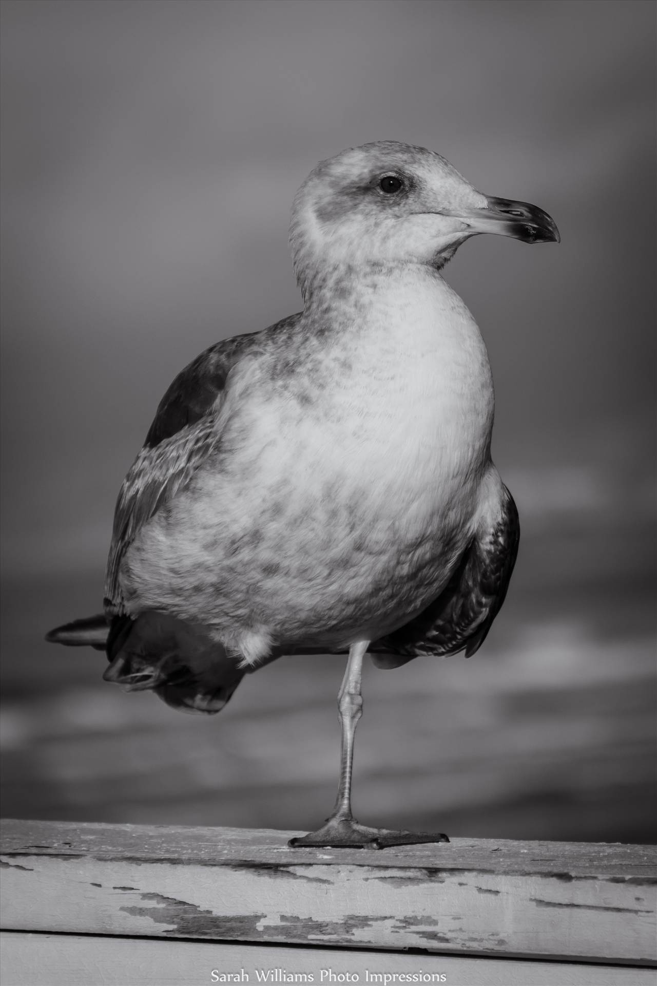 Gull.jpg undefined by Sarah Williams