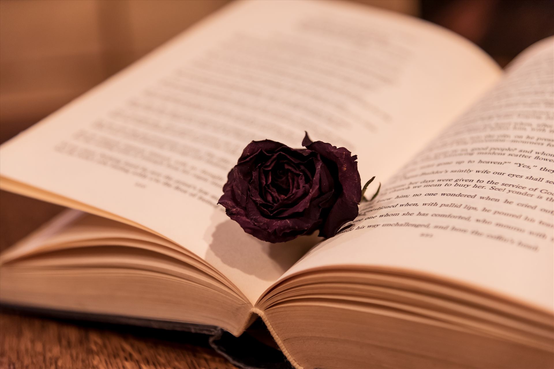 Black Rose in a Book.jpg Dried rose in a book, brittle and beautiful by Sarah Williams