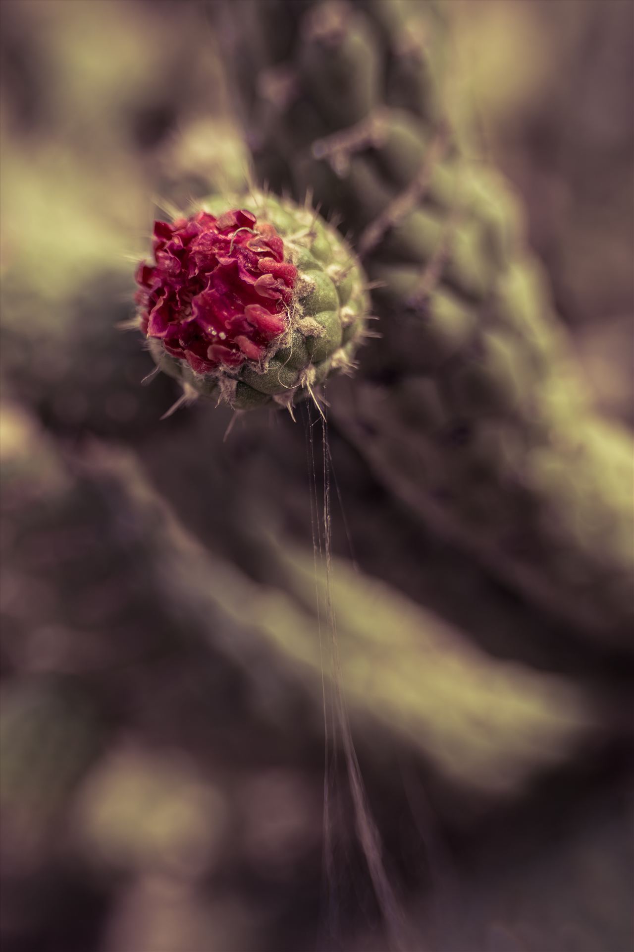 Cactus Flower.jpg Red bloom on cactus in the sun by Sarah Williams