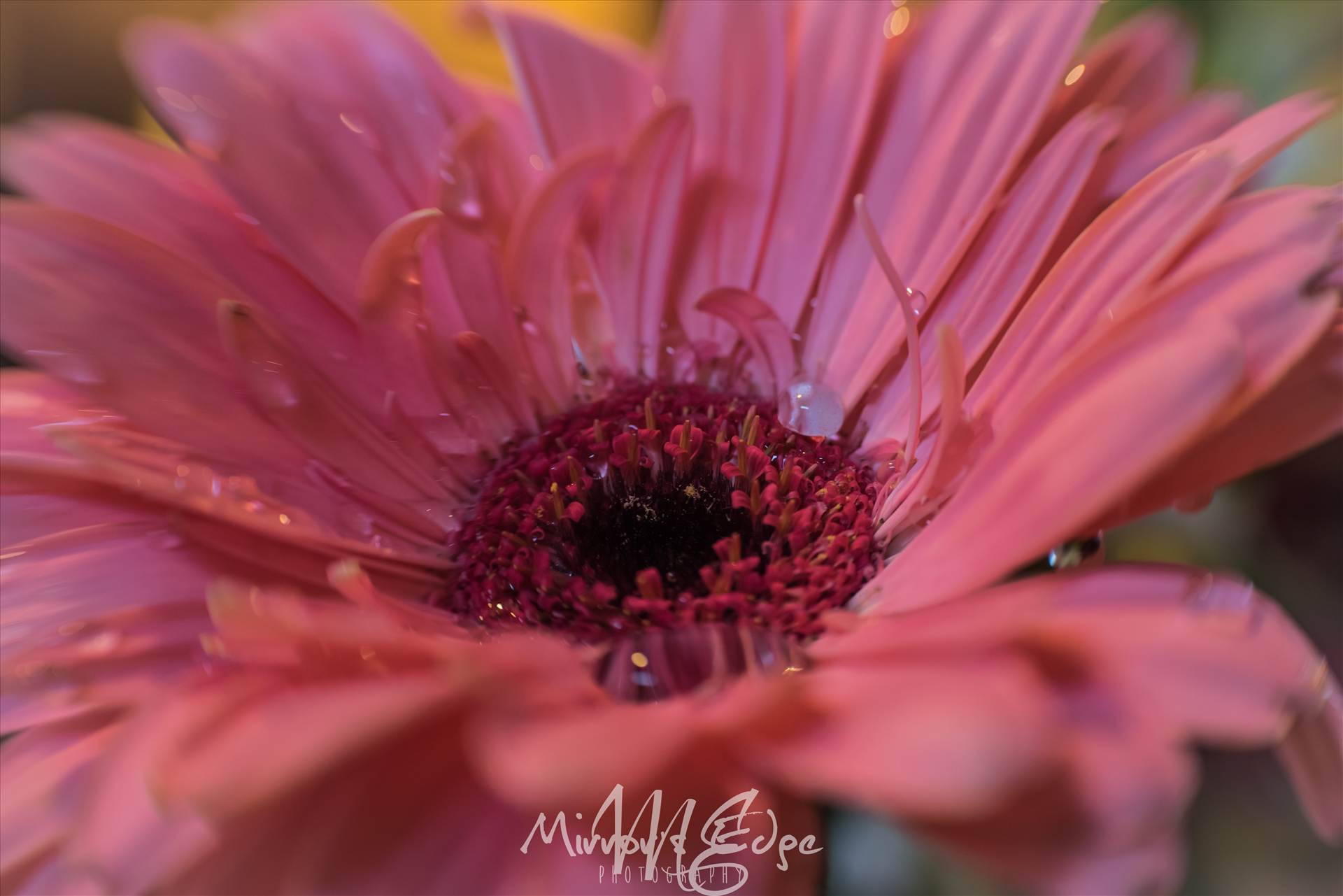 Pink Flower Water Drops.jpg undefined by Sarah Williams