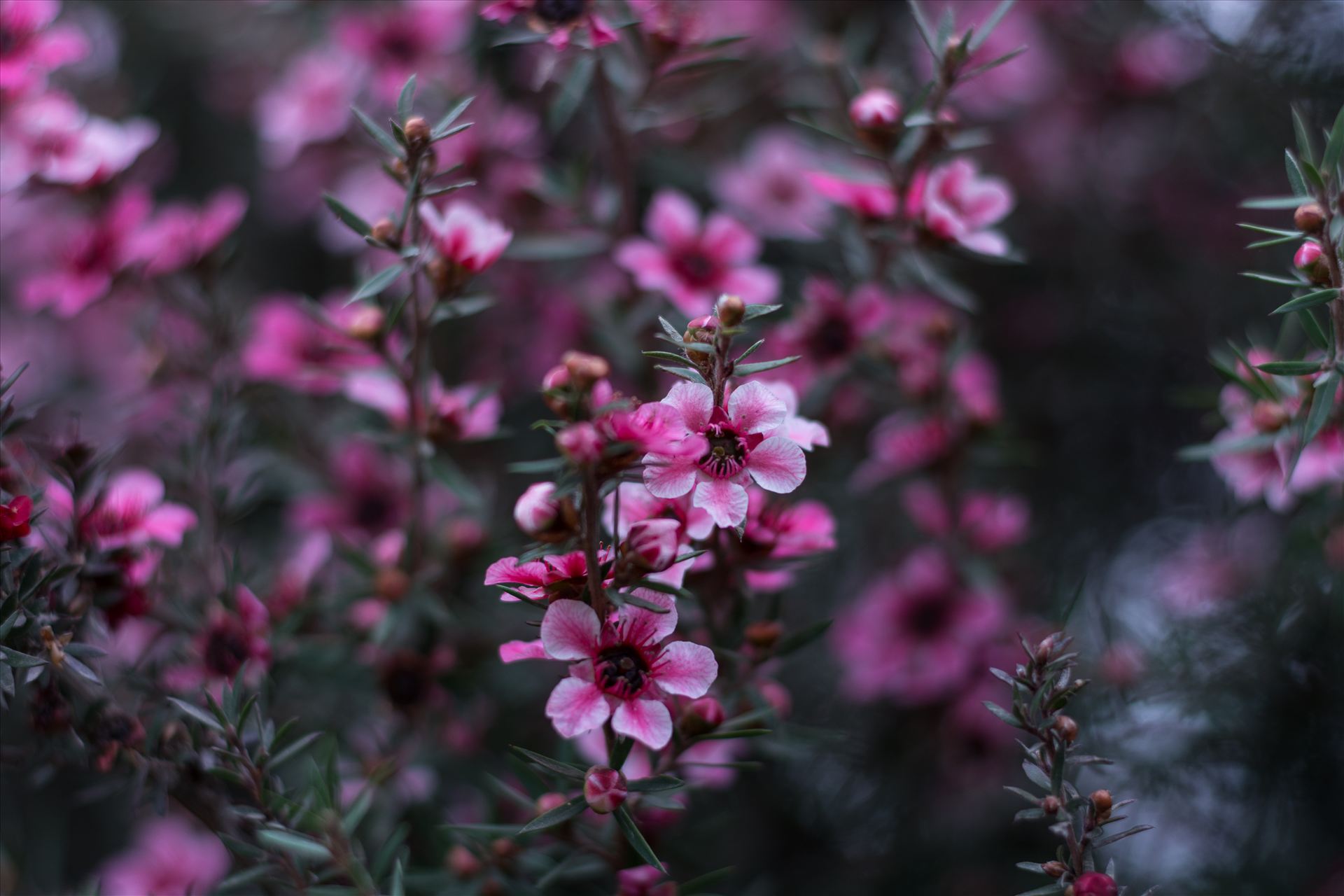 Pink Blossoms 10252015.jpg  by Sarah Williams