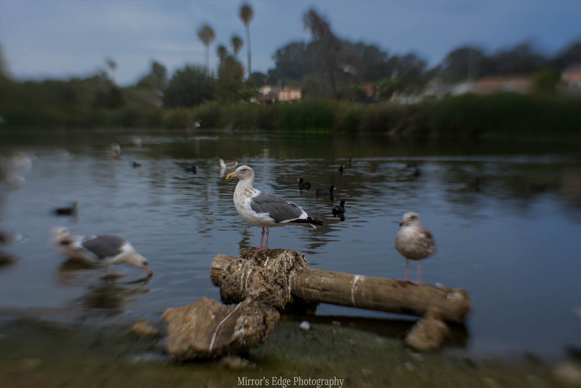 Misty Lagoon and Perching Gull.jpg undefined by Sarah Williams