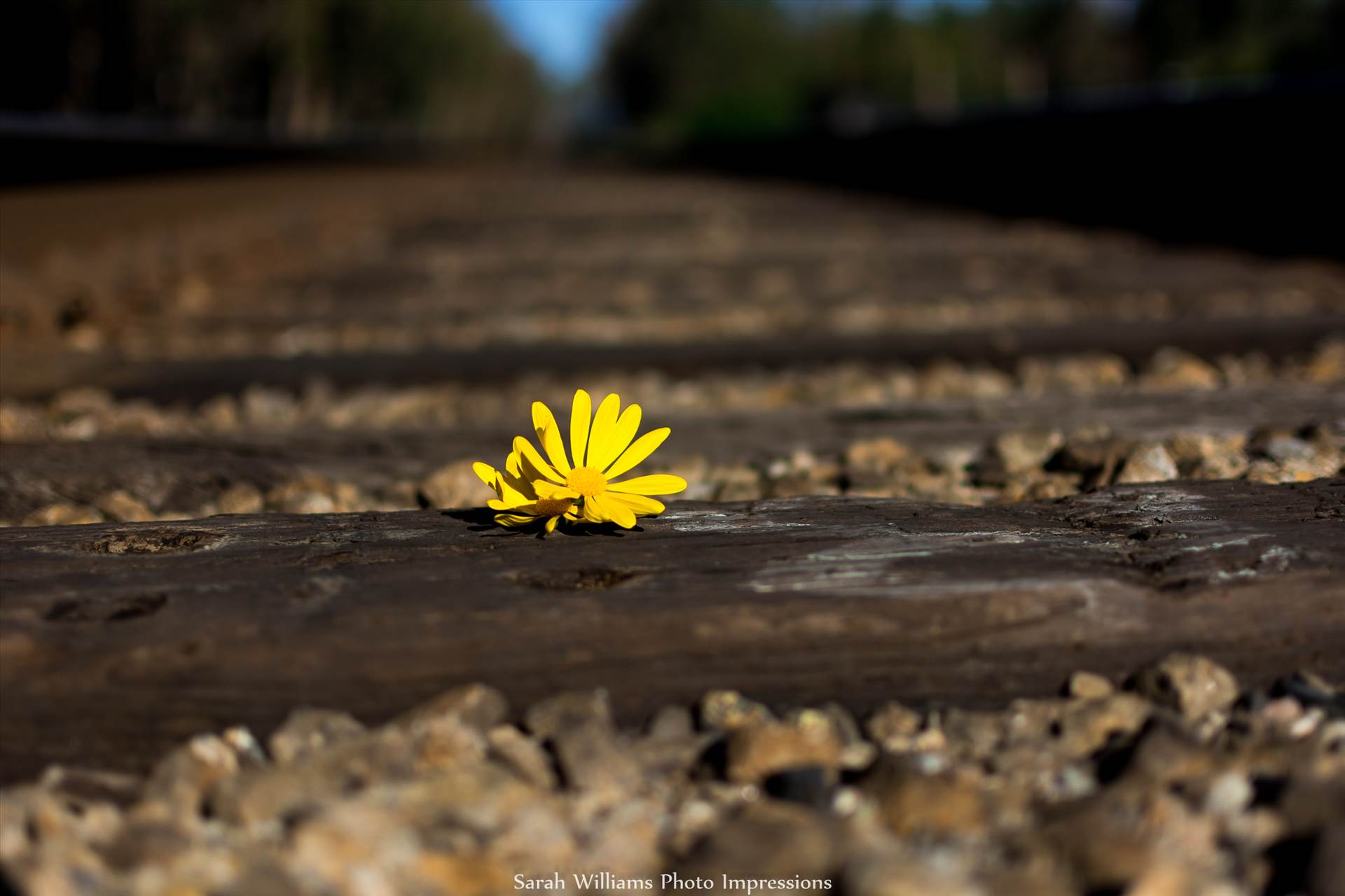 Daisy on the Tracks.jpg undefined by Sarah Williams