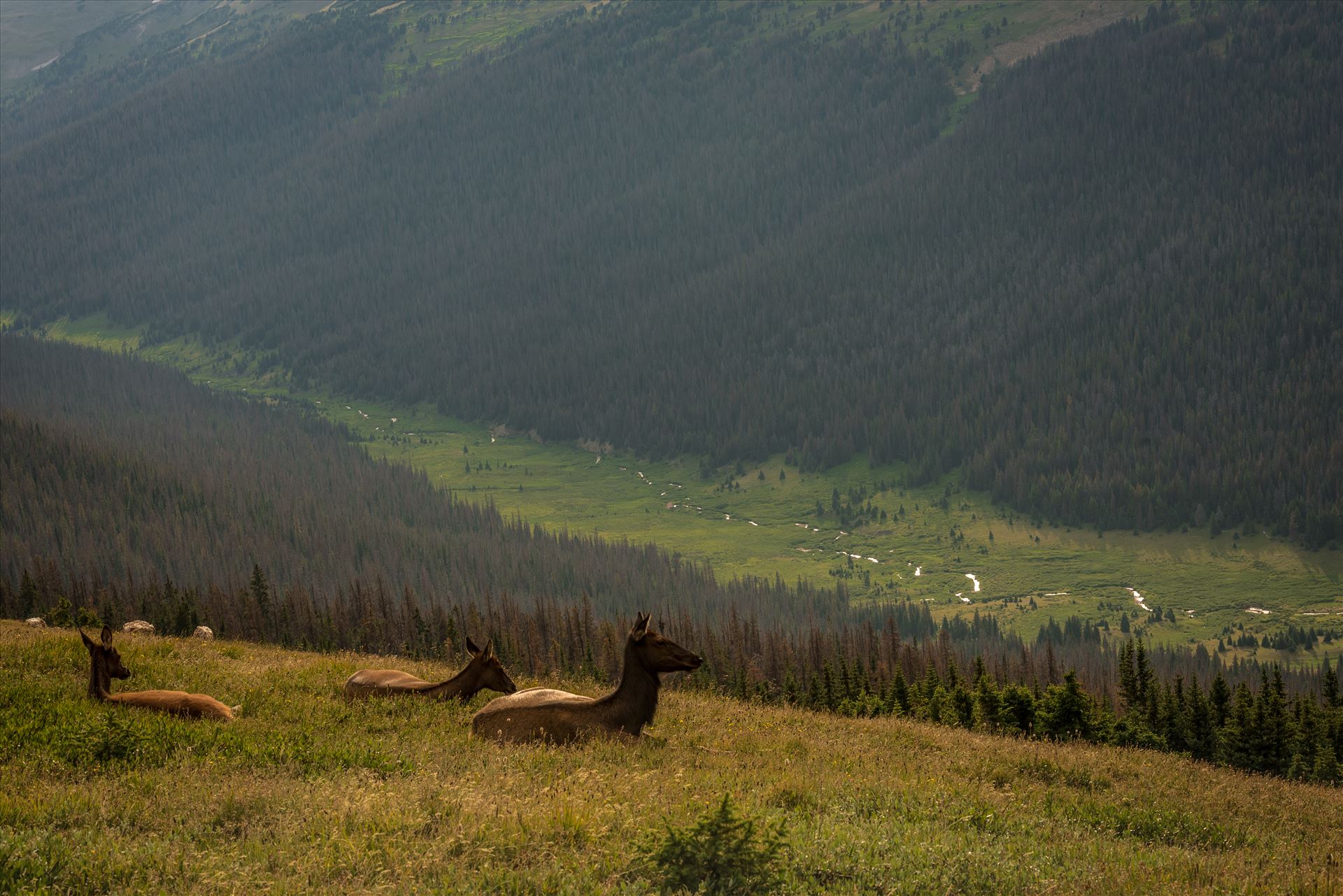 Elk at Top of Valley  by Sarah Williams