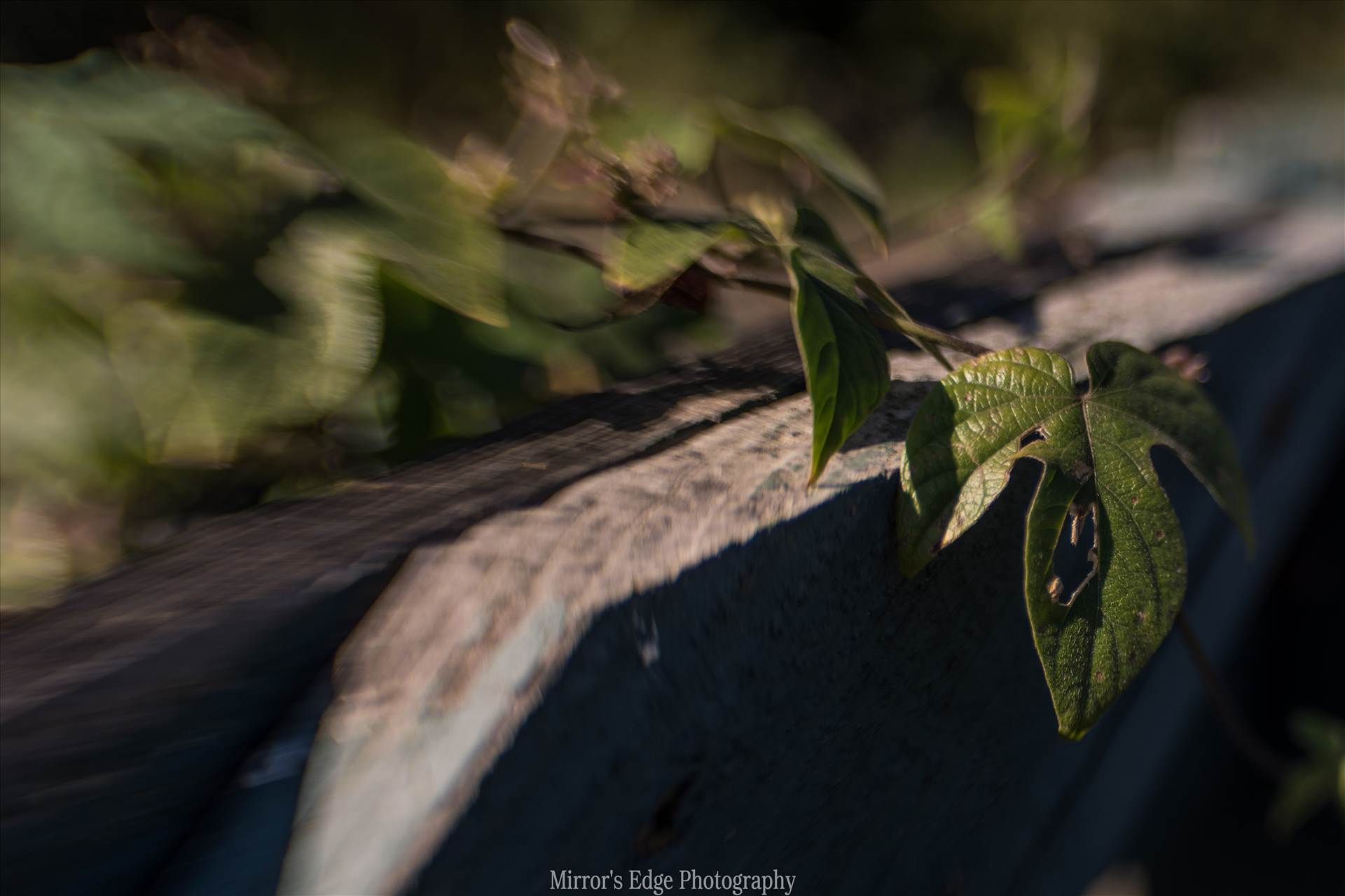Holy Leaf and the Fence 11092015.jpg undefined by Sarah Williams
