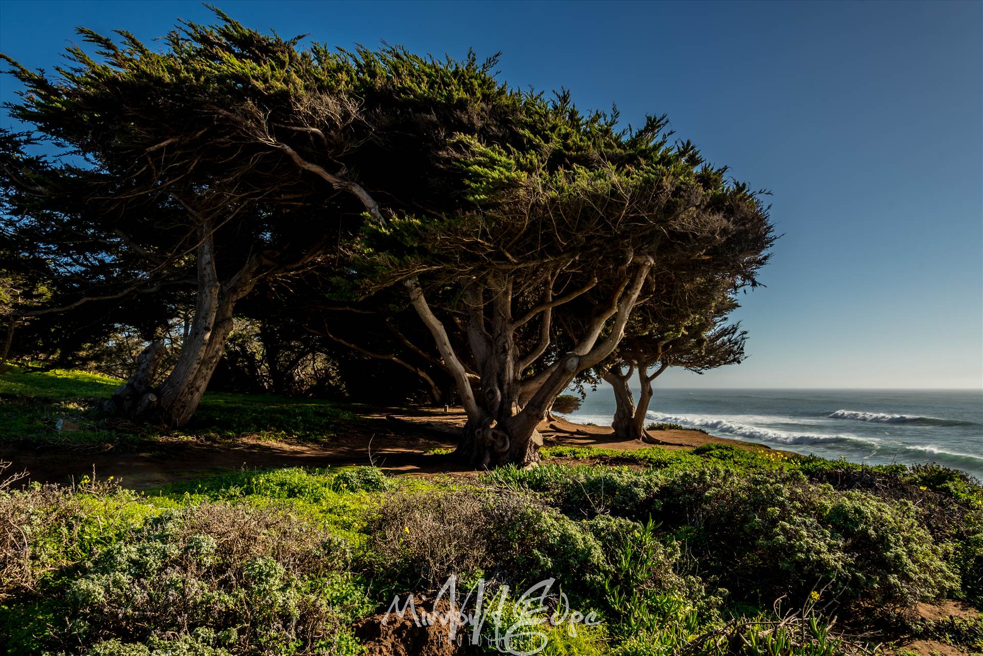 Cambria Pine by the Sea 02132016.jpg undefined by Sarah Williams