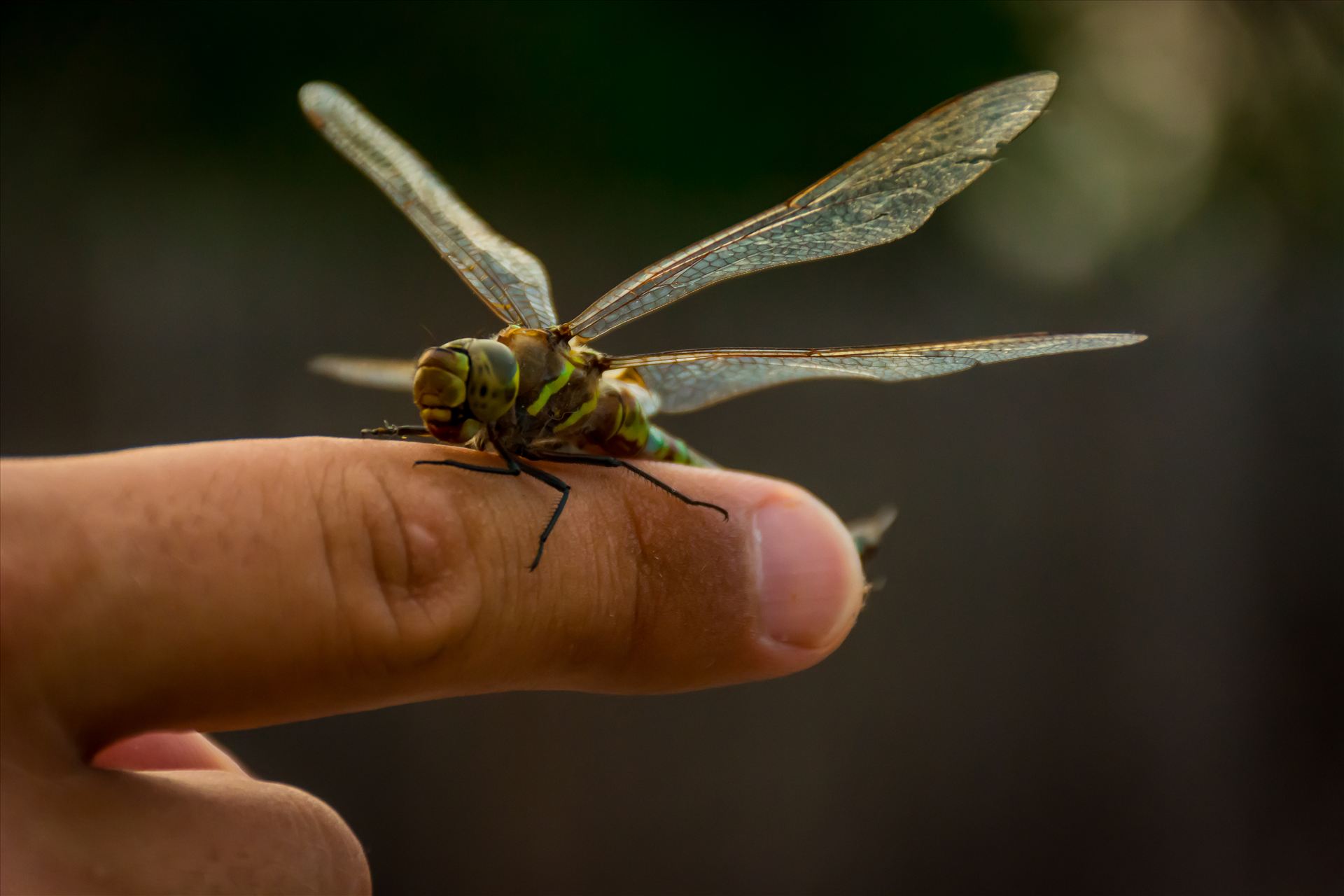 All the Little Creatures.jpg Dragonfly landing on a man's finger; man and animal inspirationally bonded. by Sarah Williams