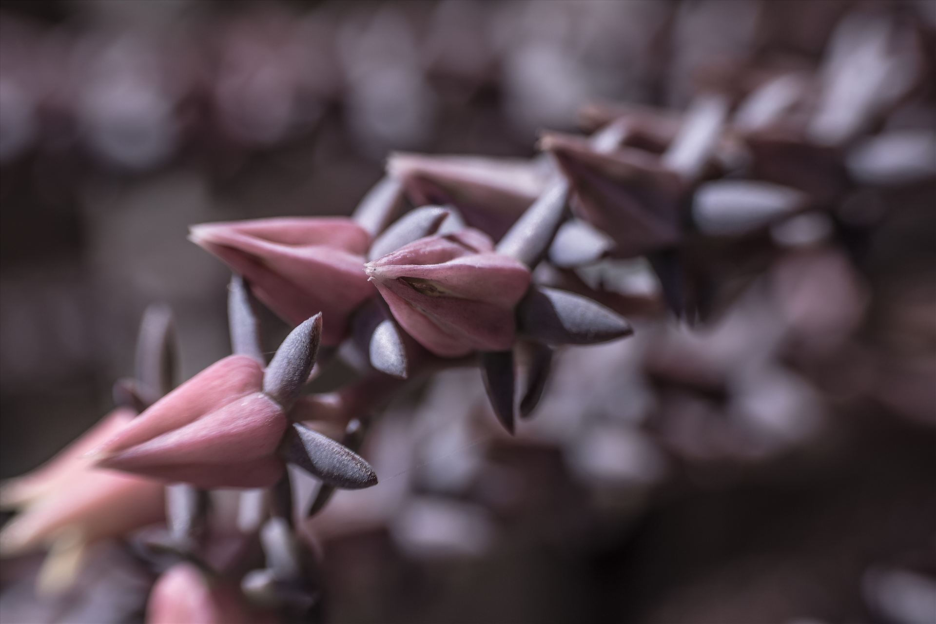 Nature's Necklace.jpg Lensbaby macro of purple buds like jewels in the garden by Sarah Williams