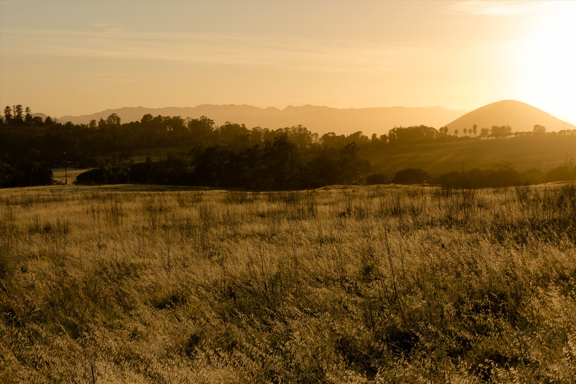 Golden Fields at Sunset.jpg Golden wheat fields at sunset in Arroyo Grande, California by Sarah Williams