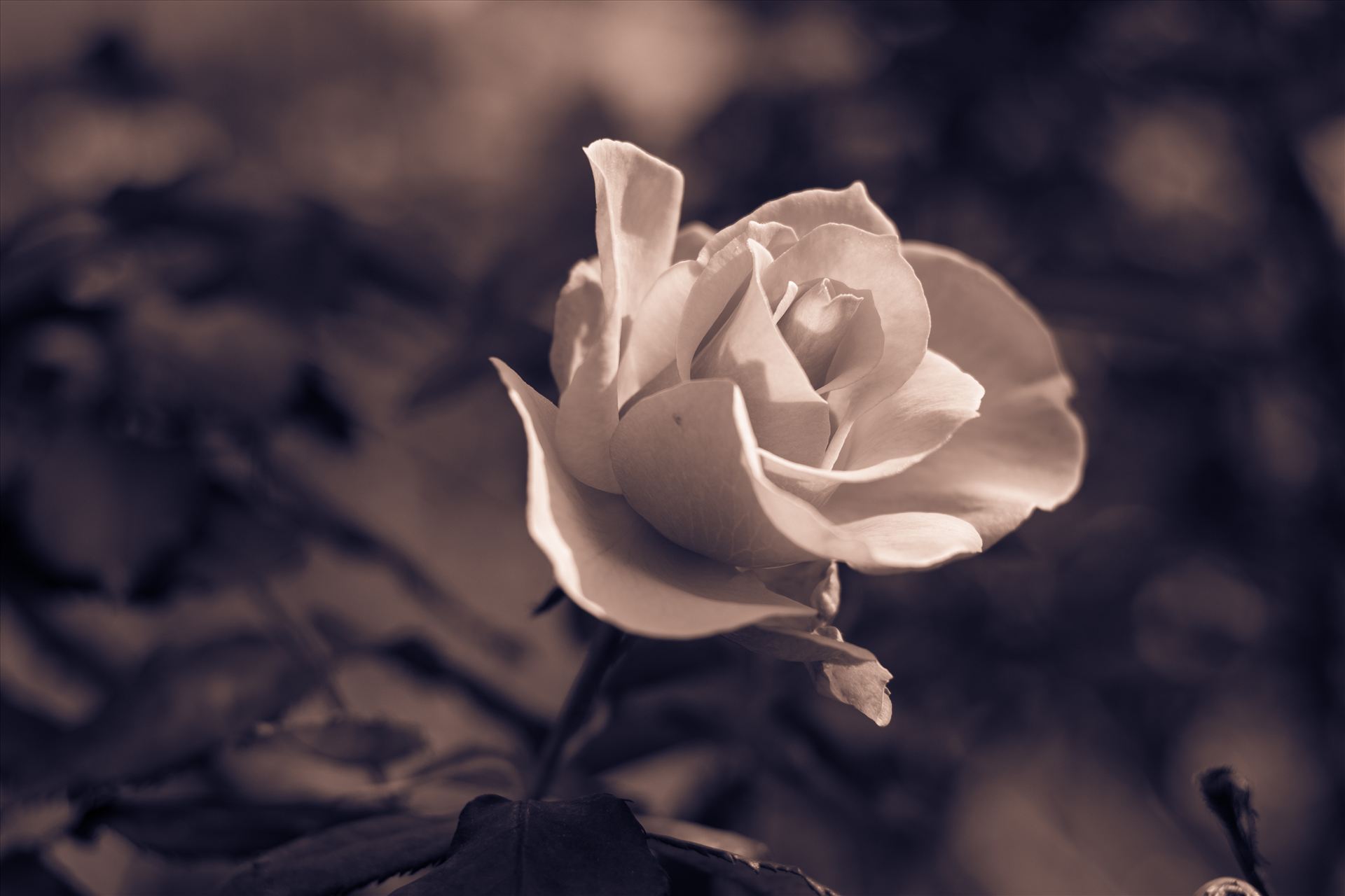 By Any Other Name 10272015.jpg Beautiful rose in monotone color on Central Coast of California by Sarah Williams