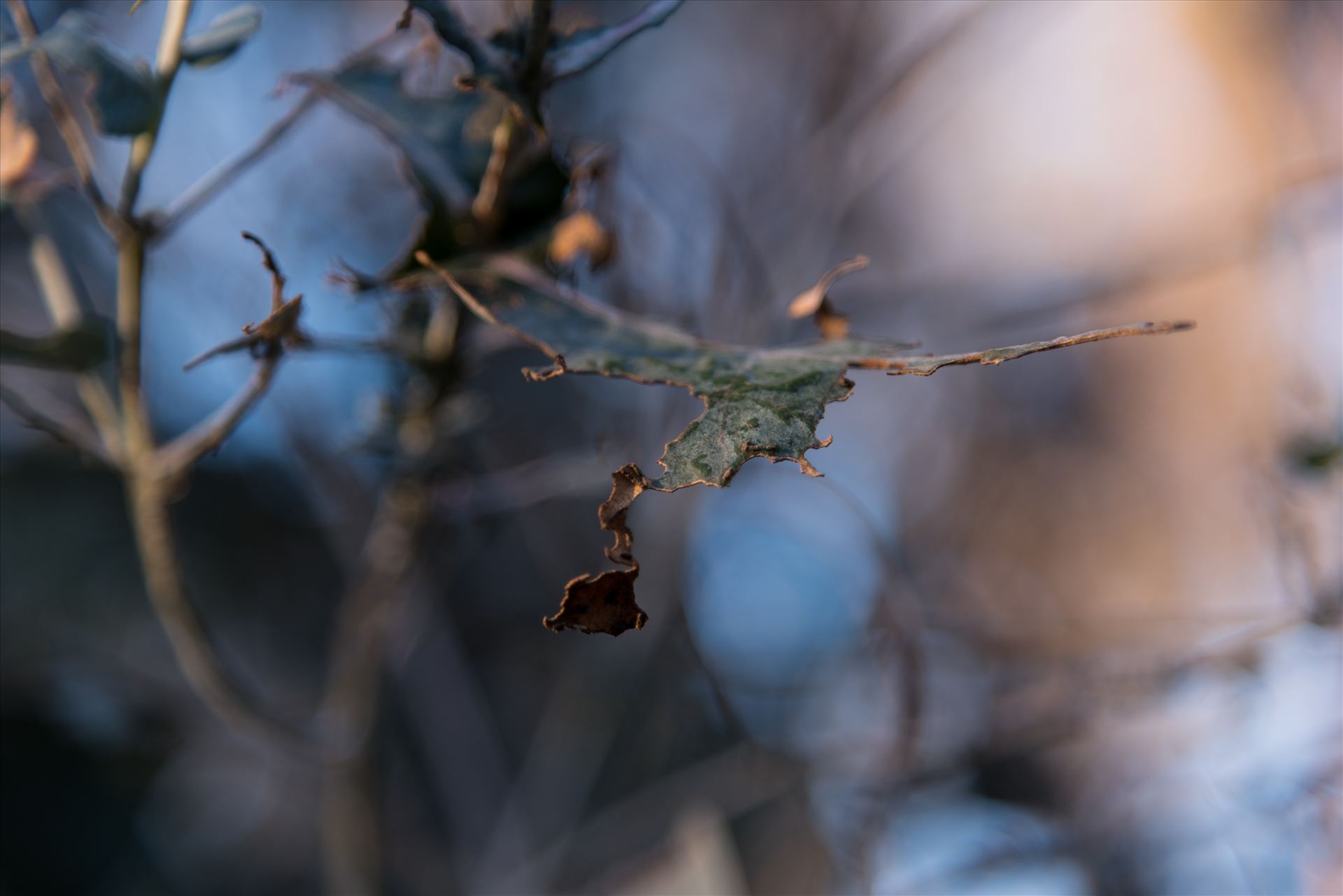 Frosty Morning Fragments.jpg Oak leaves in winter on California's Central Coast by Sarah Williams