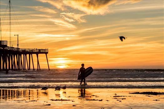 Sunset Surfing and a Flying Bird.jpg by Sarah Williams