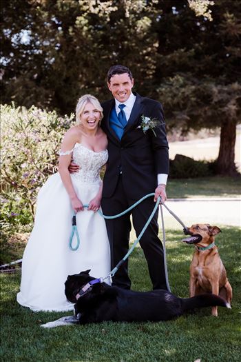 Dogs-6438.jpg by Sarah Williams