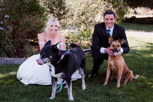 Dogs-7174.jpg by Sarah Williams