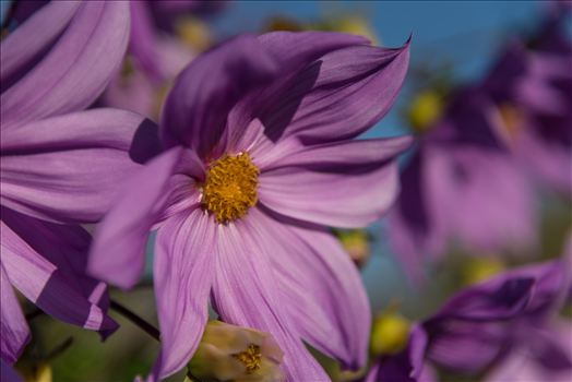 Yellow in the Middle.jpg - A violet flower blooming in winter on California\u0027s Central Coast