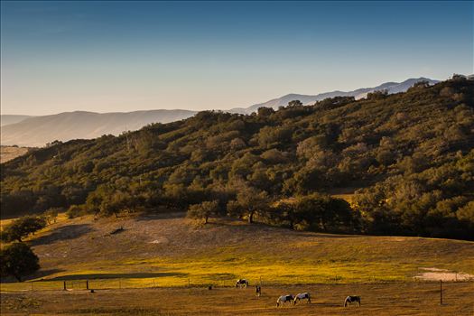 Grazing at Sunset.jpg - Horses grazing in a golden field at sunset in Arroyo Grande, California