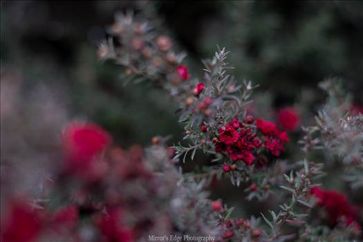 Red Blossoms Bokeh 2 10252015.jpg by Sarah Williams