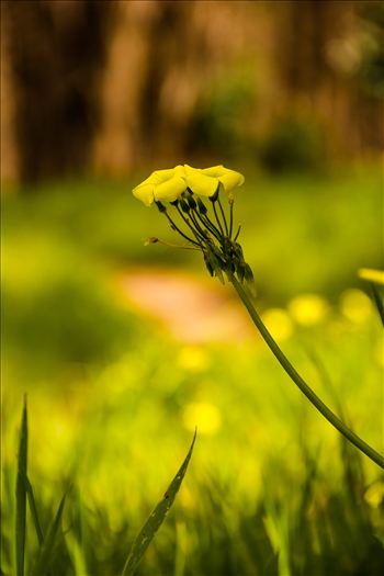 Bright Flower in the Woods.jpg - Bright yellow flower in the woods on California\u0027s Central Coast