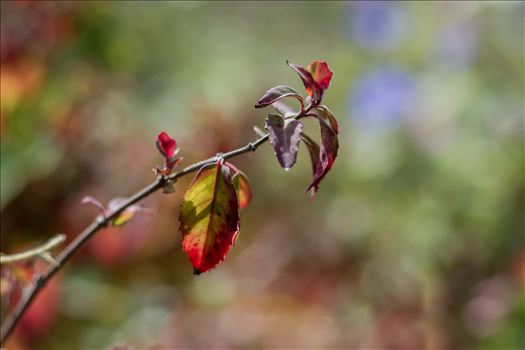 Leaves in the Sun 10272015.jpg by Sarah Williams