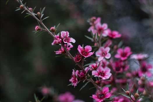 Pink Blossoms 2 10252015.jpg by Sarah Williams