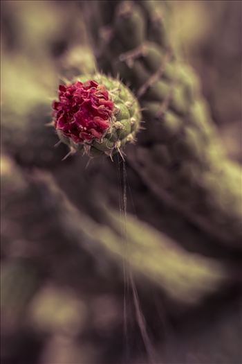 Cactus Flower.jpg by Sarah Williams