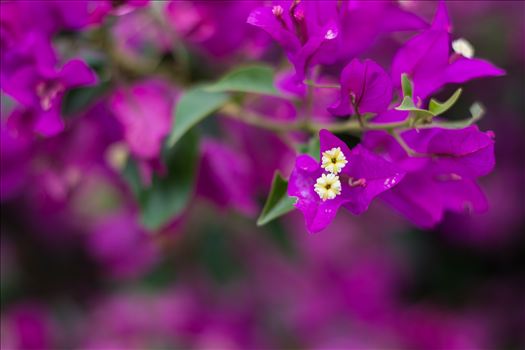 Violet Velvet Breath 10252015.jpg - Abstract and velvety version of beautiful flowers on California\u0027s Central Coast near Arroyo Grande.