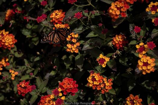 Butterfly Dawn.jpg by Sarah Williams