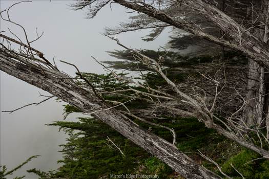 Misty Trees.jpg - undefined