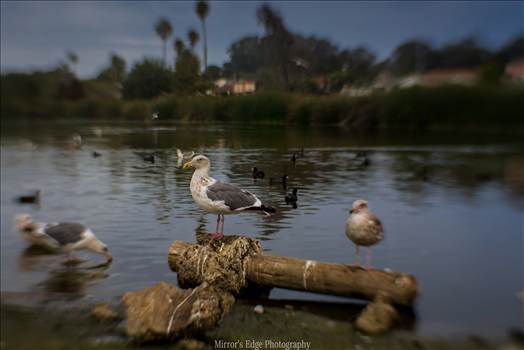 Misty Lagoon and Perching Gull.jpg by Sarah Williams