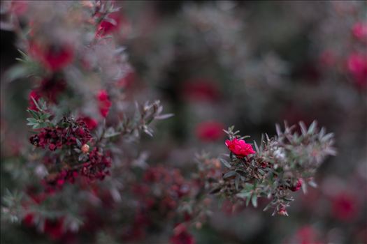 Red Blossoms Bokeh 10252015.jpg by Sarah Williams