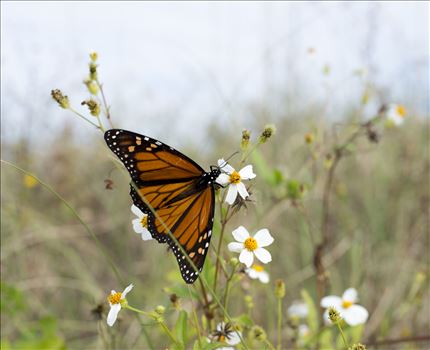DSC_8275Brenda's Butterfly2.jpg by Holly Naughton Photography