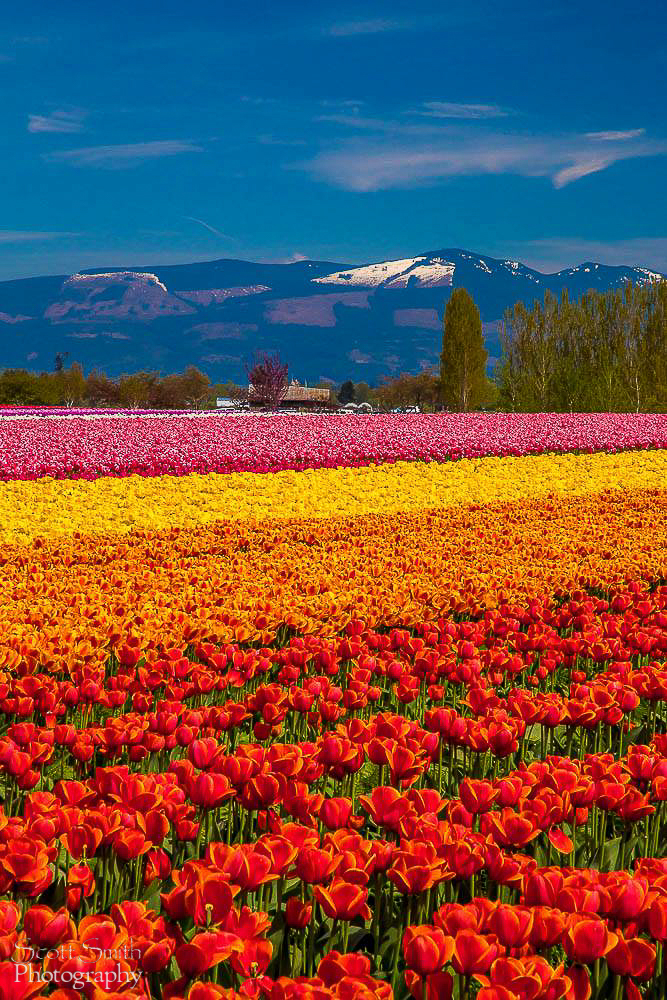 Tulips with a View From the Skagit County Tulip Festival in Washington state. by Scott Smith Photos
