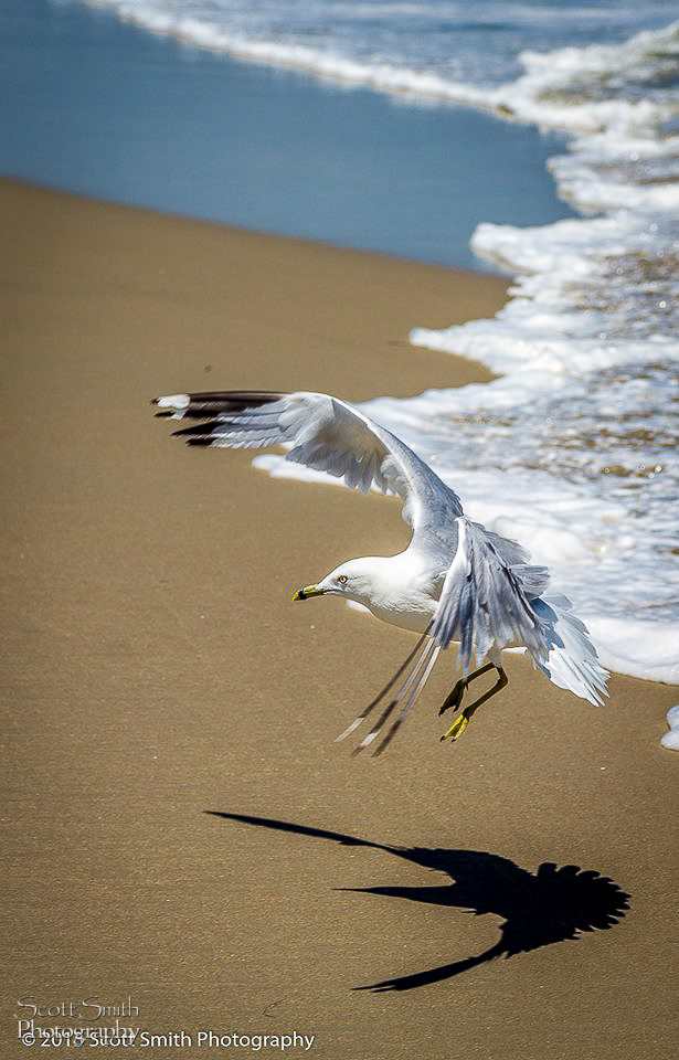 Landing A gull approaching the sand, looking for a snack. by Scott Smith Photos