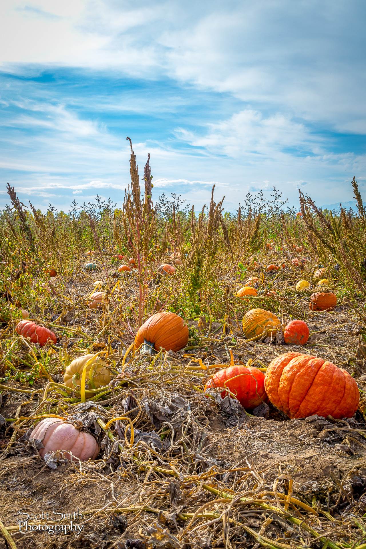 Pumpkins 3 Anderson Farms, Erie Colorado. by Scott Smith Photos