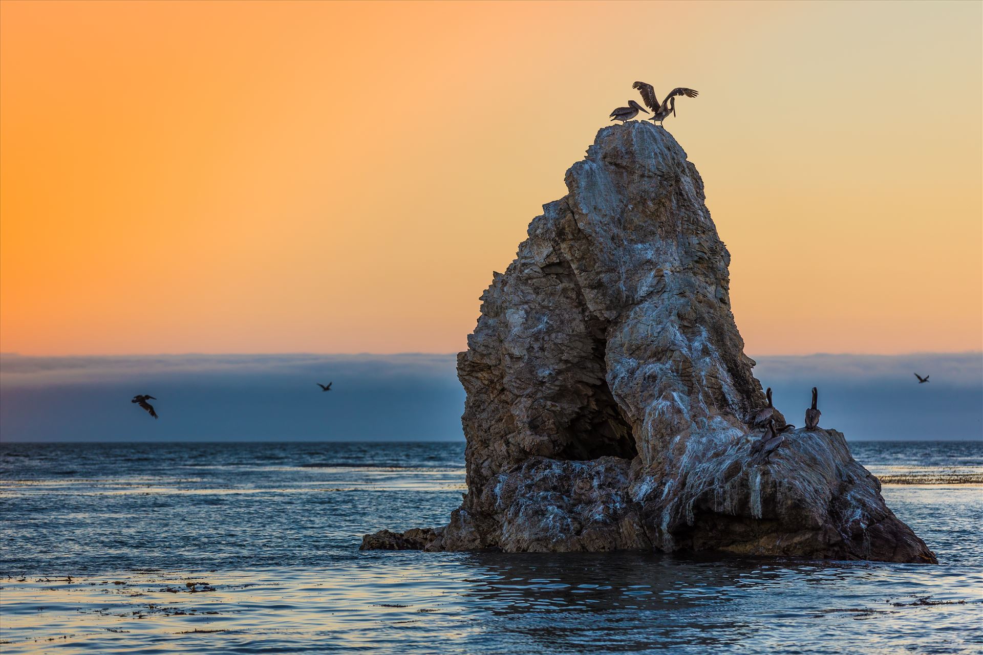 Pelican Rock Pelicans roosting, taken from the edge of the beach Pismo Beach, California by Scott Smith Photos
