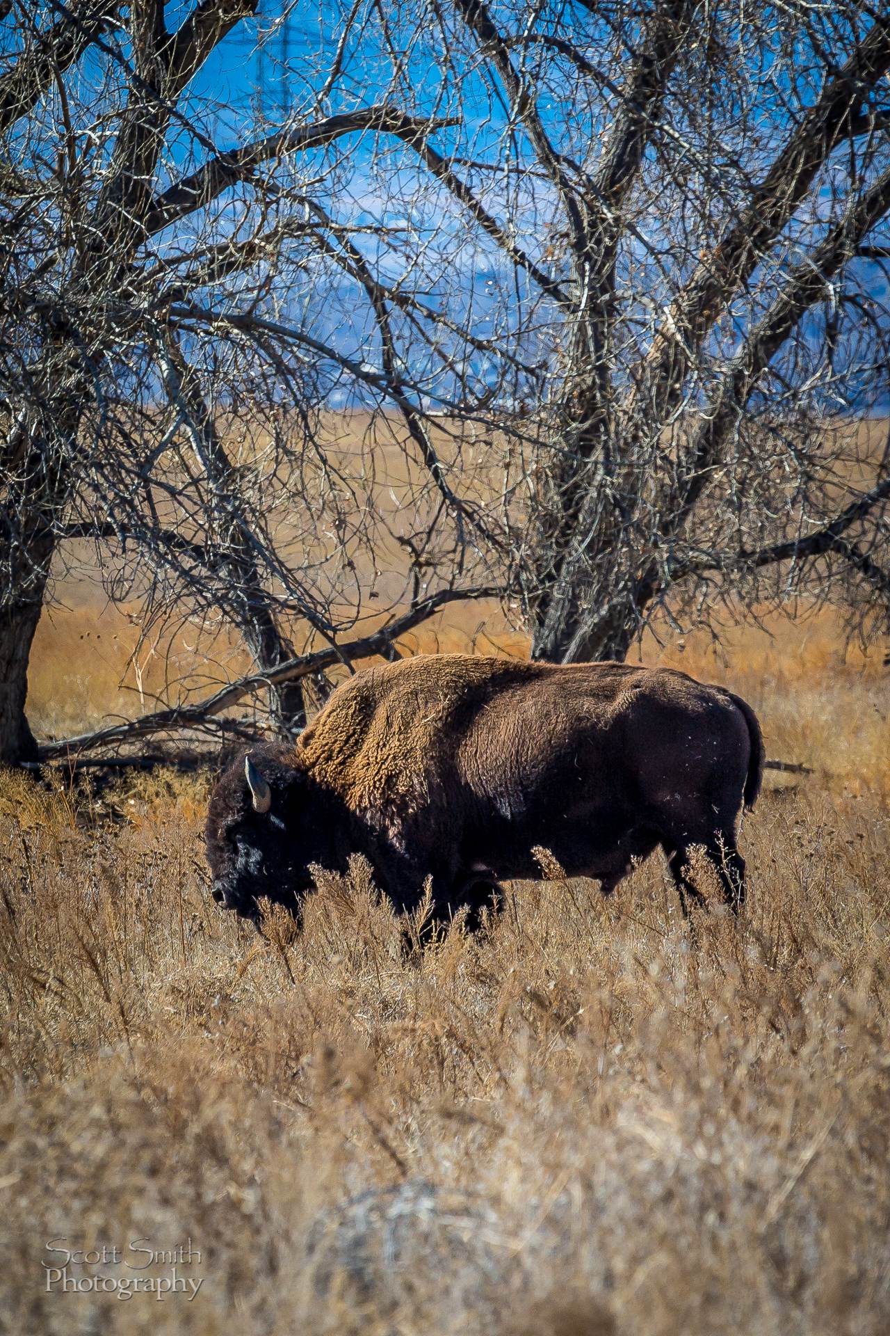 Bison A bison at the Rocky Mountain Arsenal Wildlife Refuge.. by Scott Smith Photos