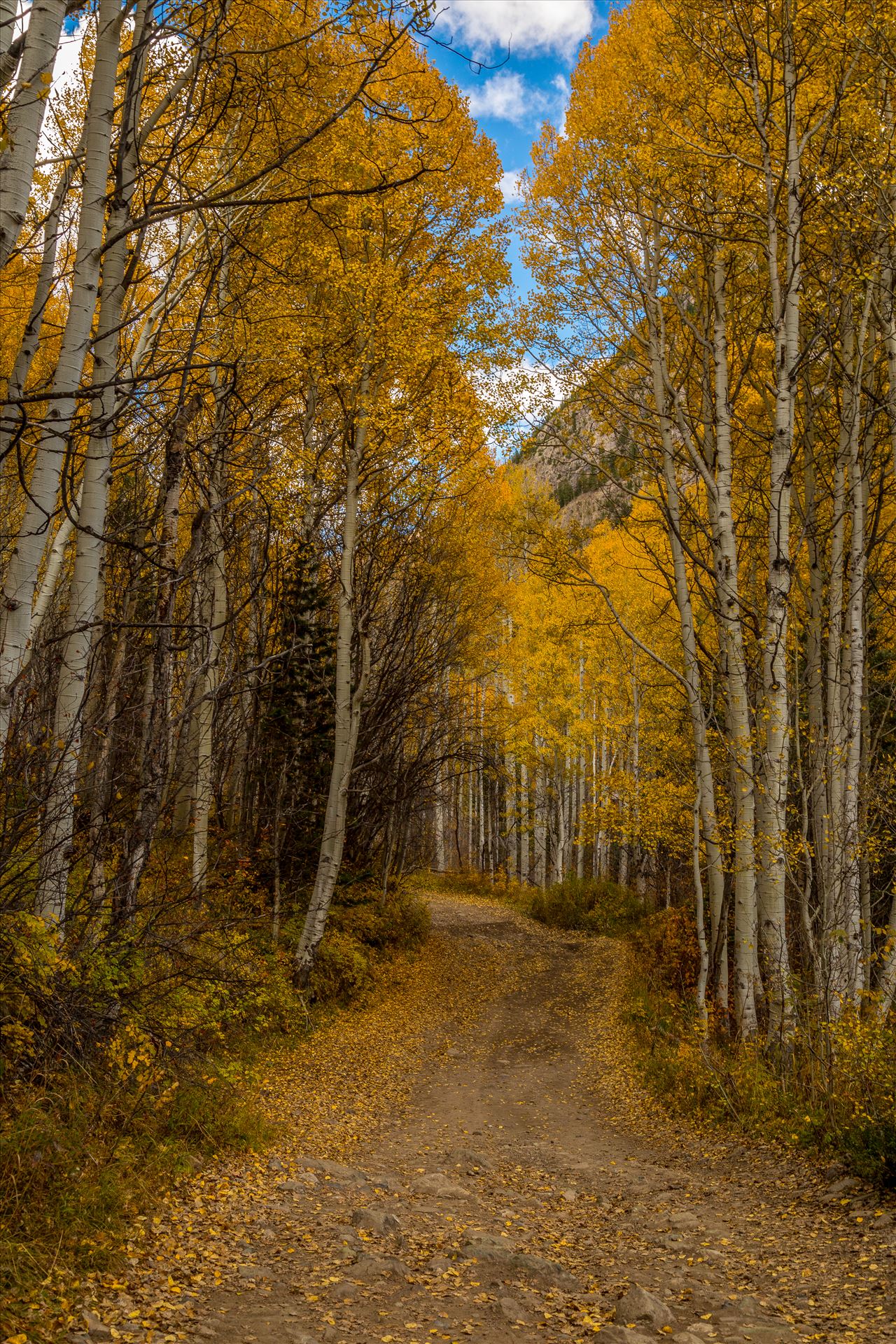 Road to Crystal Aspens close in a canopy over Road #3, near Crystal Colorado. by Scott Smith Photos