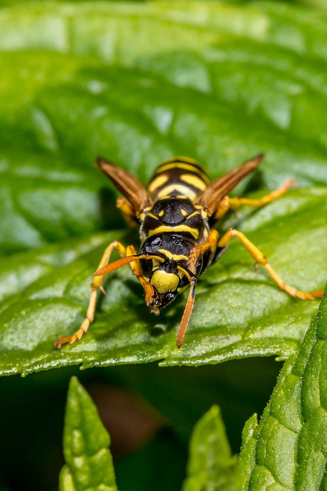 BC4C2624.jpg  by Scott Smith Photos