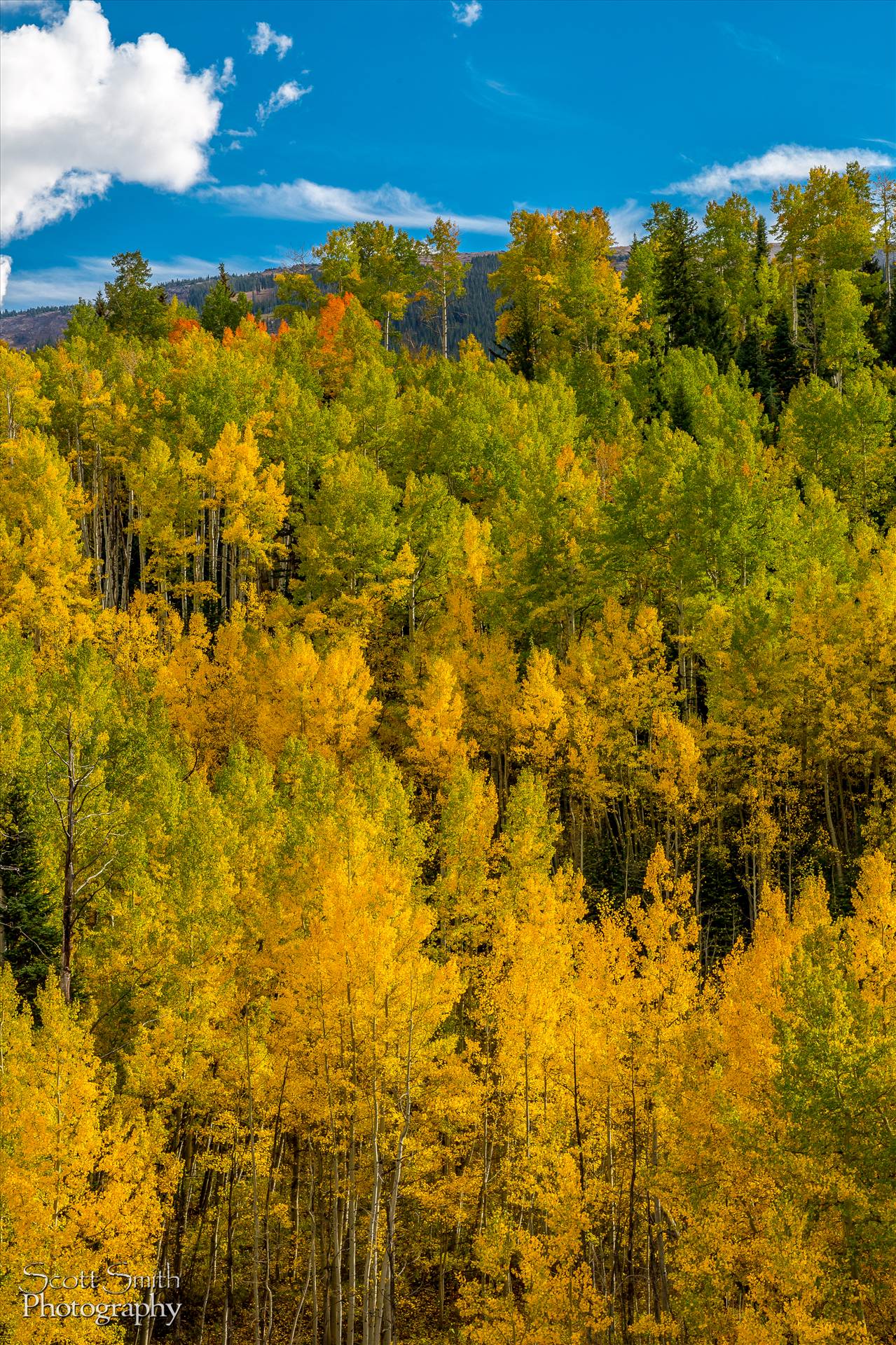 Snowmass Wilderness Area Fall Colors Fall colors in Colorado, just outside of Snowmass Village by Scott Smith Photos